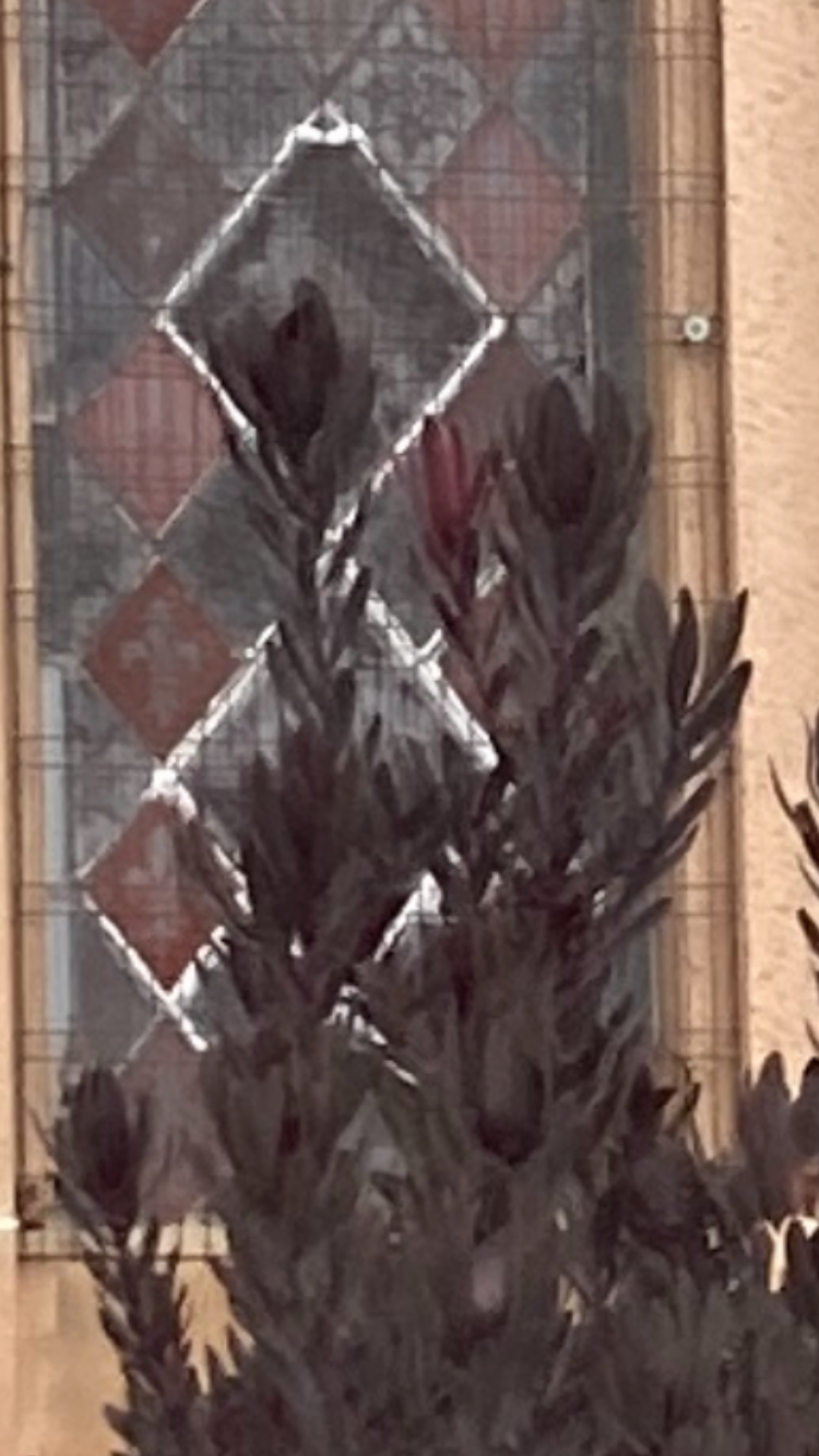 >Luecadendron with glass