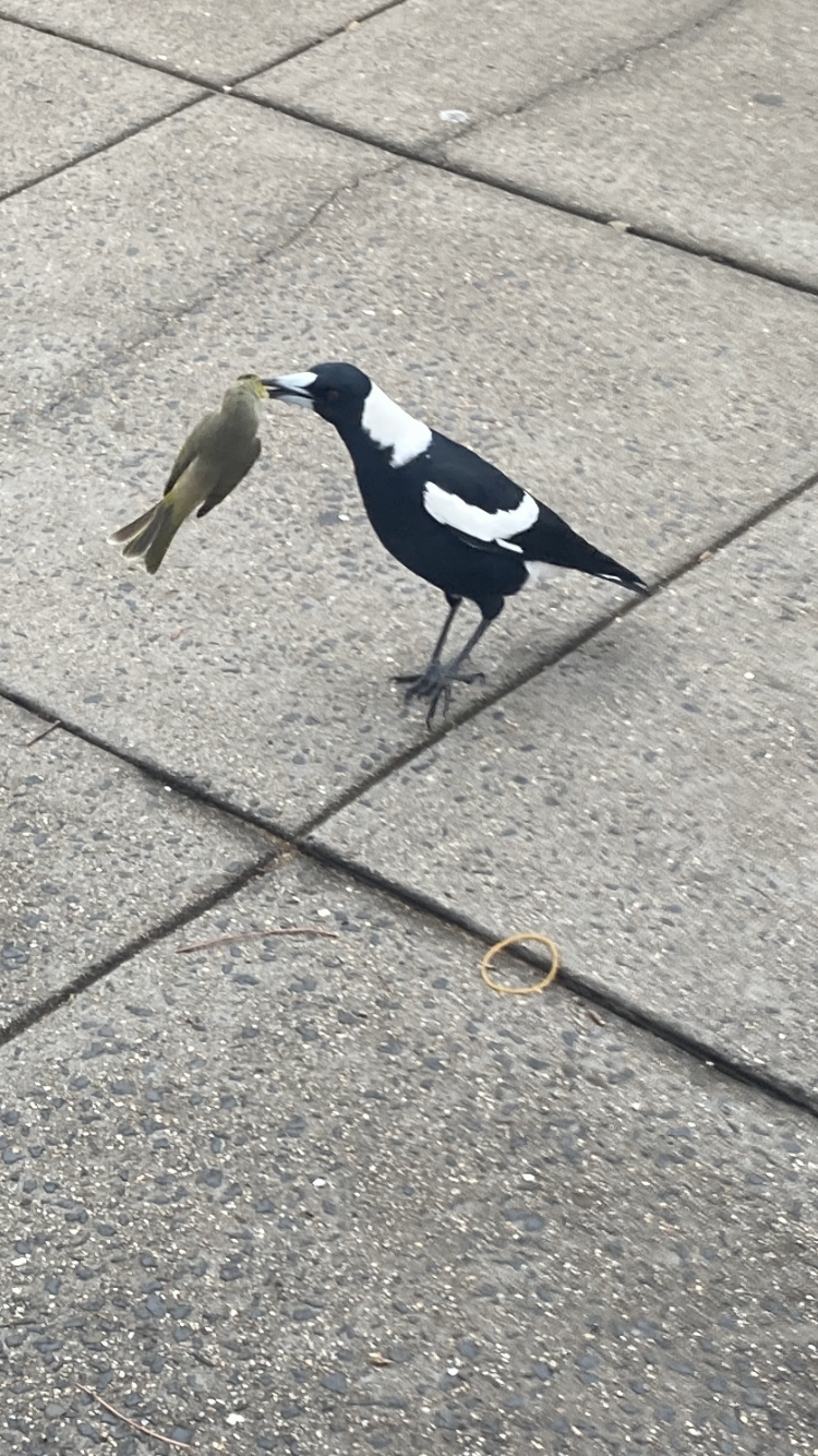 Bigger Bird, Little Bird